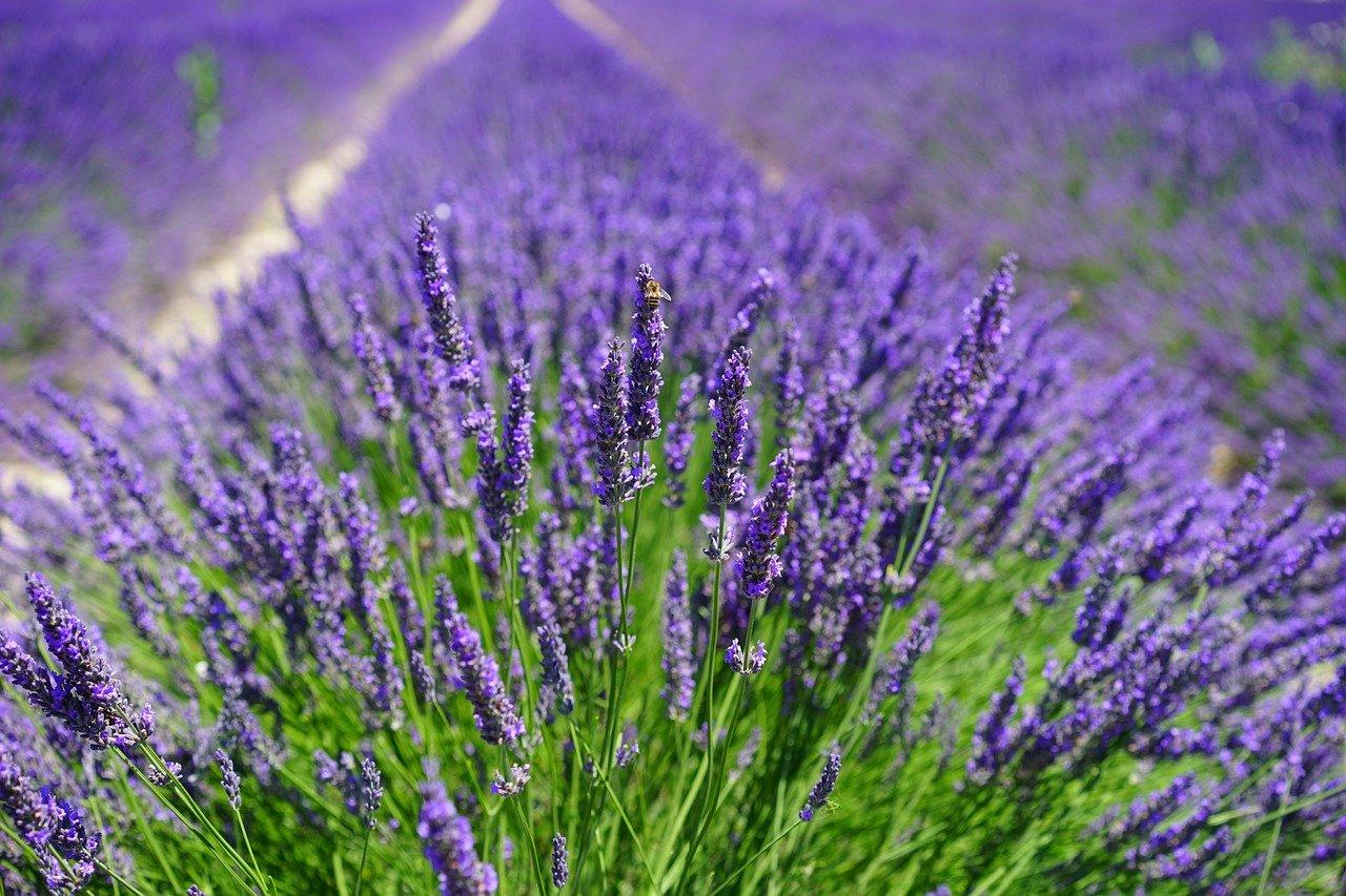 lavender, flowers, field-1595587.jpg